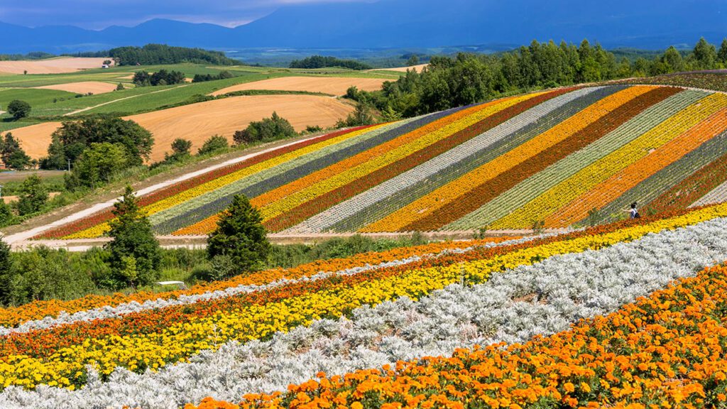Bunte Blumenfelder