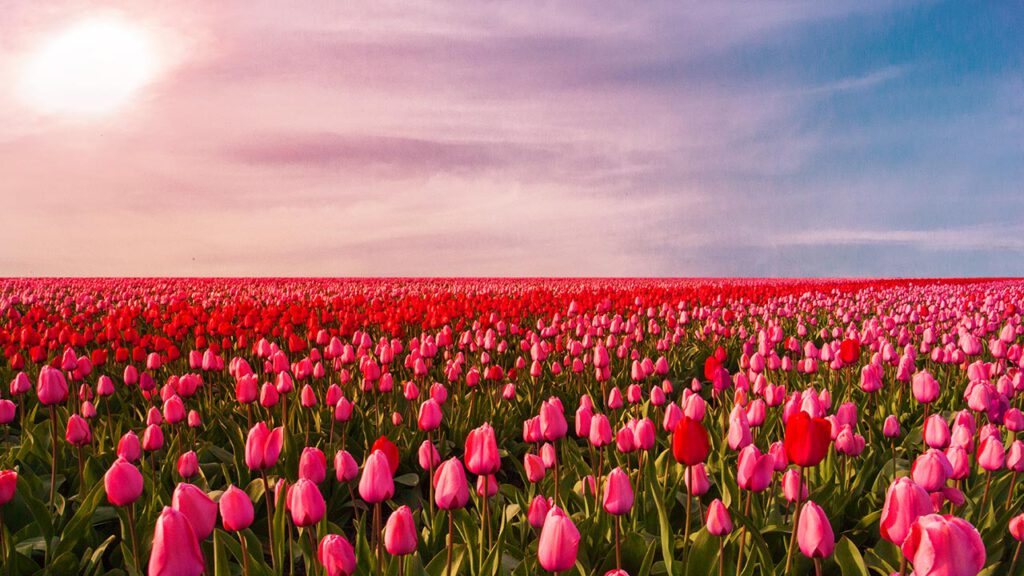 Ein Tulpenfeld
