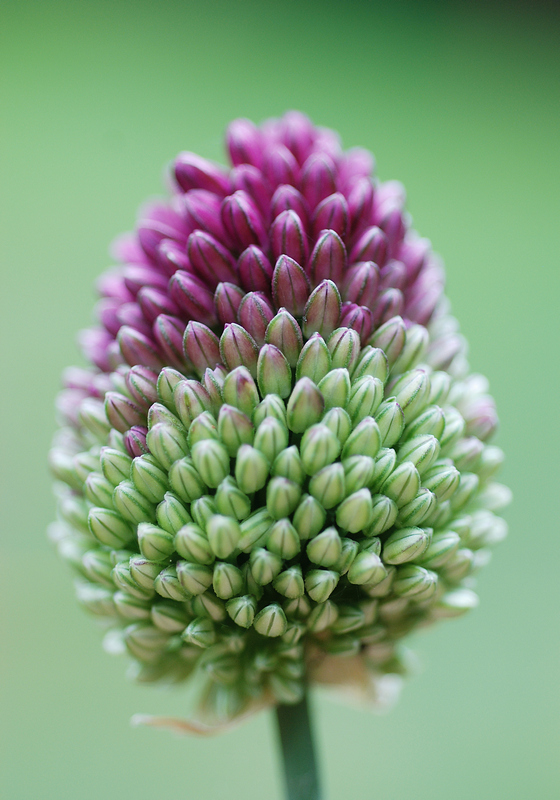 Allium Giganteum