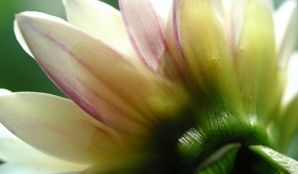 Dahlia green white