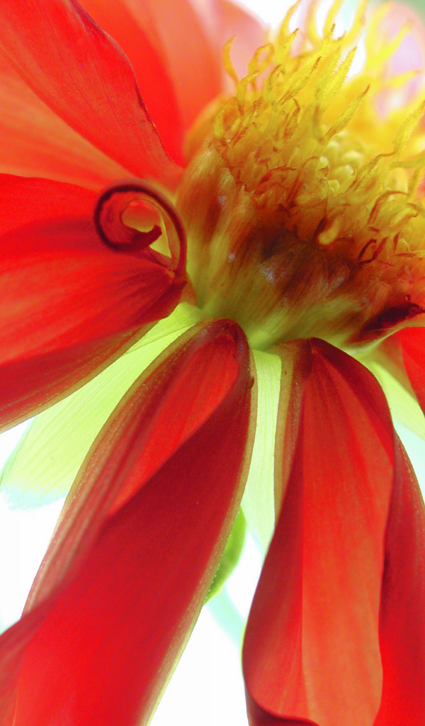 Dahlia red