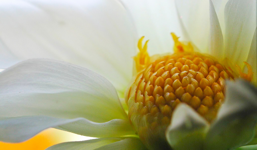 Dahlia white yellow