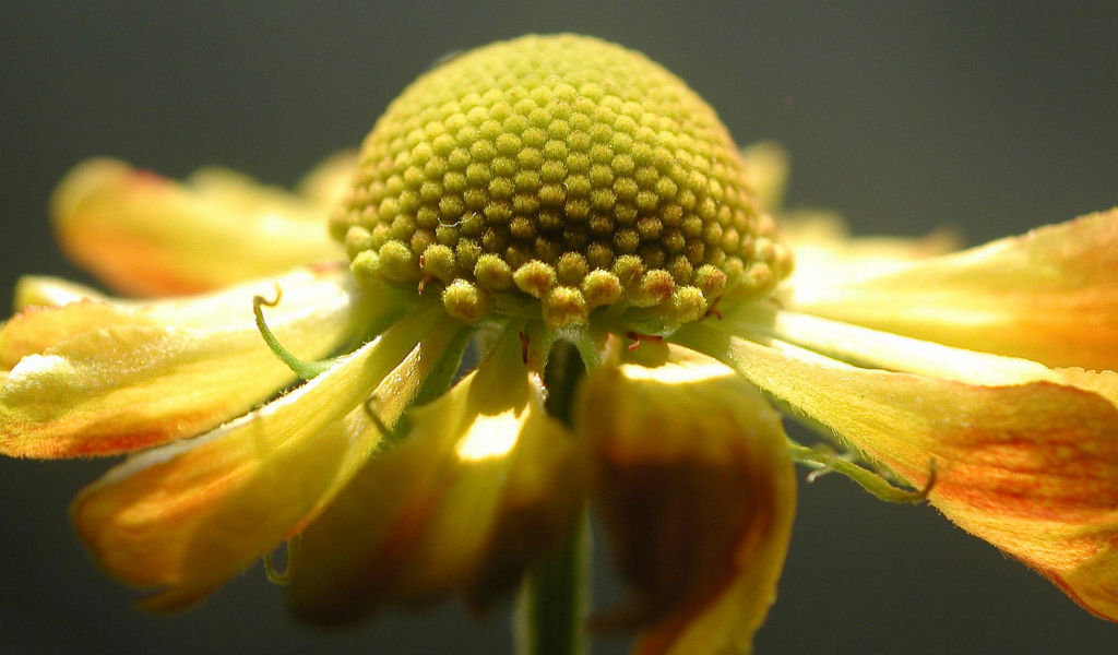 Echinacea purpurea yellow