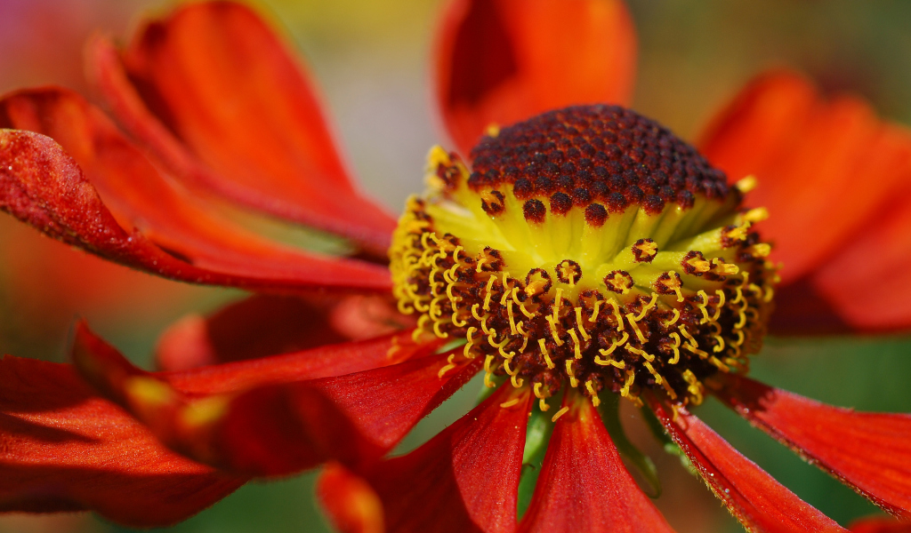 Echinacea purpurea