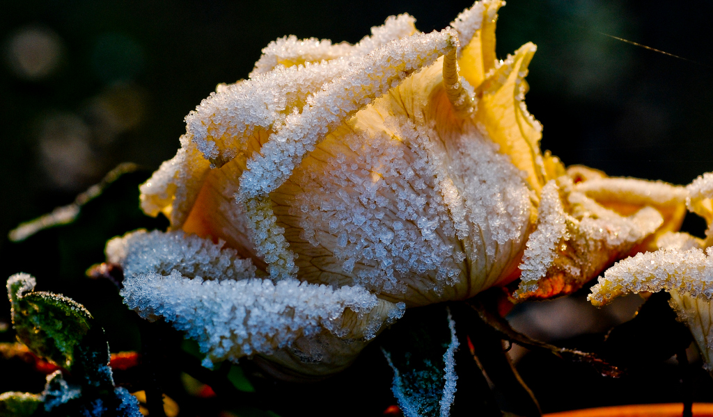 Ice Rose