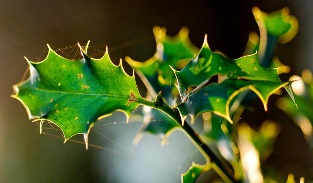 Ilex aquifolium