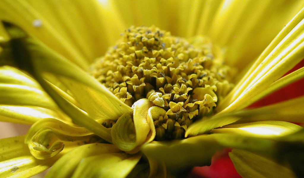 Dahlia yellow