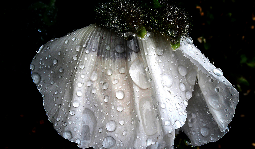 Papaver Perry's White